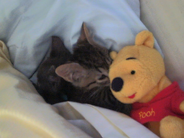 kittens%20and%20pooh.JPG