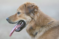 Stella