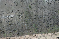 Blackbirds