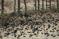 Blackbirds