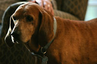 Duke