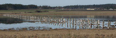 Old pilings across from Keystone ferry terminal, Whidbey Island, WA