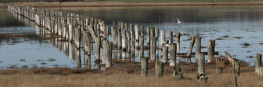 Old pilings across from Keystone ferry terminal, Whidbey Island, WA
