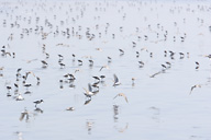 Birds on the beach near Moclips