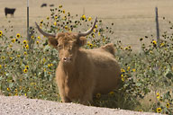 Bull outside the fence on the Pawnee National Grasslands