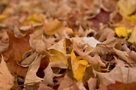 Fall leaves
