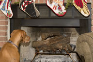 Biscuit keeps an eye out for Santa