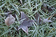 Early-morning frost